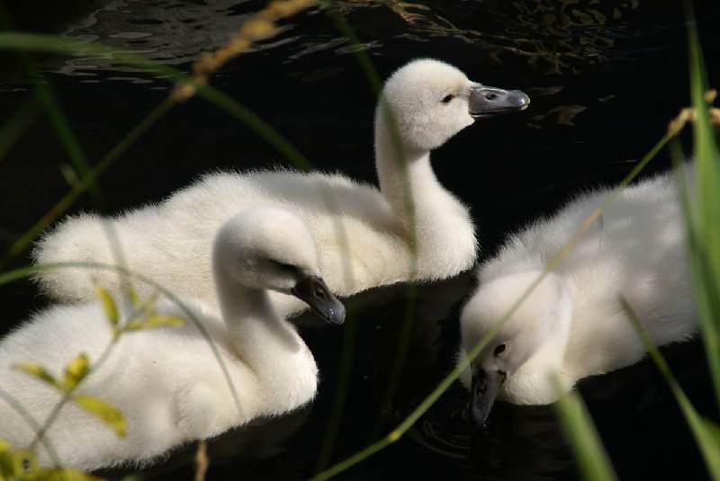 Schwaene auf der Sauer Bild Nr.028
